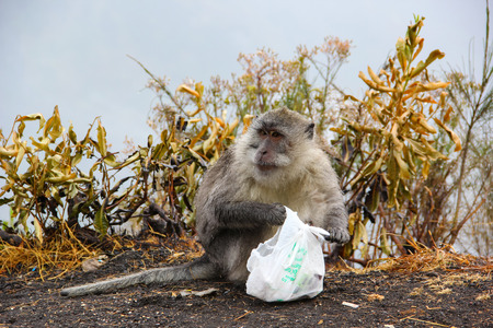 Monkey searching garbage for food in mountainの写真素材