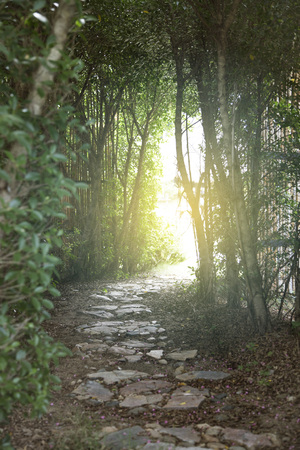 Tunnel of green trees in the gardenの写真素材