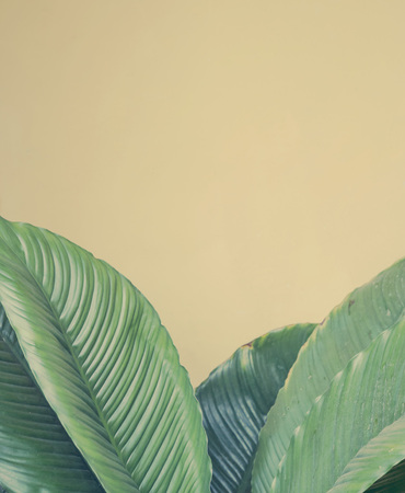 Green leaf with yellow wall backgroundの写真素材