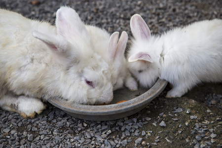 Rabbit family eating food in trayの写真素材