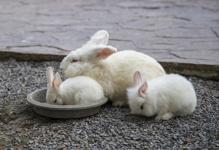 Rabbit family eating food in trayの写真素材