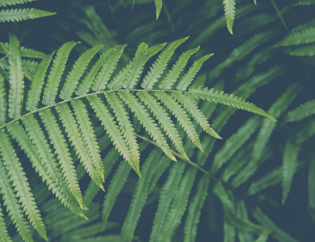 Close-up fern leaf with water dropの写真素材
