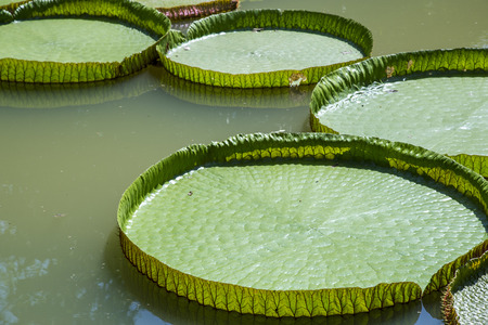 Victoria lotus leaf on pondの写真素材