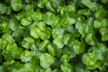 Green leaf background (water pennywort or hydrocotyle umbellata)の写真素材