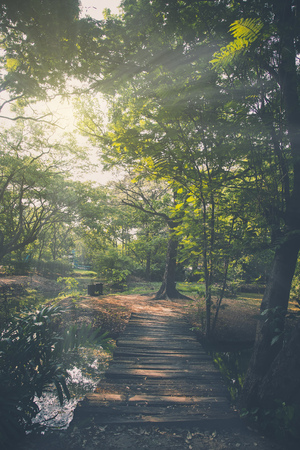 Wood bridge in the garden with sunbeamの写真素材