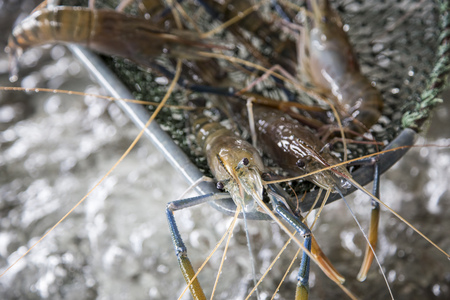 Fresh giant prawns on sieve in the marketの写真素材