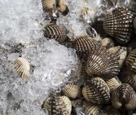Fresh cockles on ice in the marketの写真素材