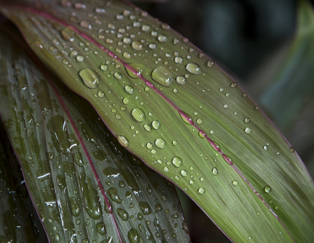 Green leaf with water drops for backgroundの写真素材