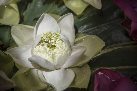 Making decoration lotus flower floating on waterの写真素材