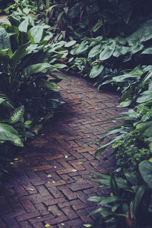 Stone path way with plant in gardenの写真素材