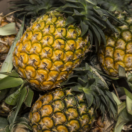 Pineapples for sale in fresh fruit marketの写真素材