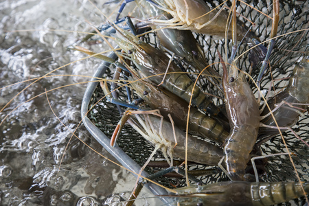 Fresh giant prawns on sieve in the marketの写真素材