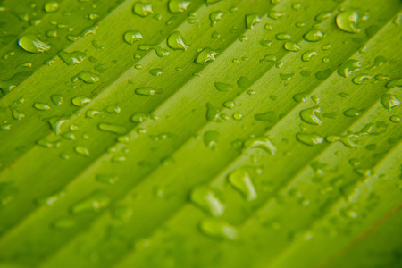 Banana leaf background with lines and water dropの写真素材