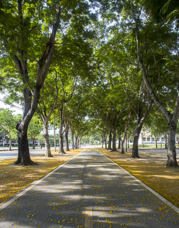 Tunnel tree row with path road and flower dropの写真素材