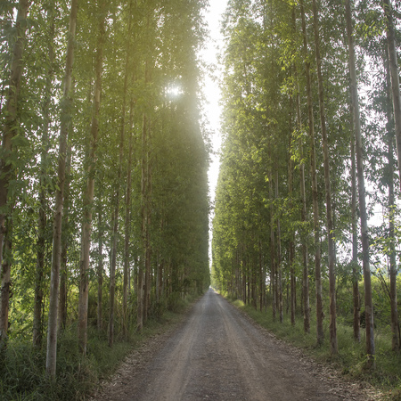 Tunnel eucalyptus tree row with path roadの写真素材