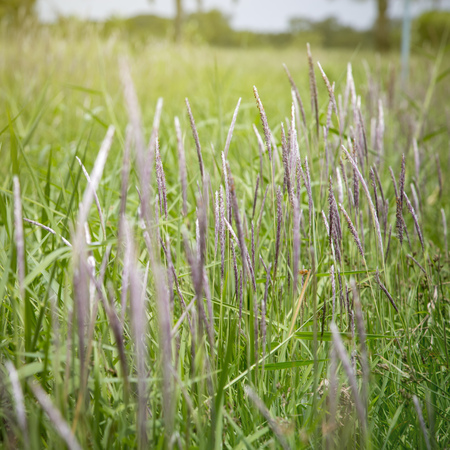 White flower of grass in the meadowの写真素材