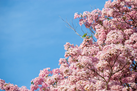 Pink flowers, Tabebuia rosea blossom in the gardenの写真素材