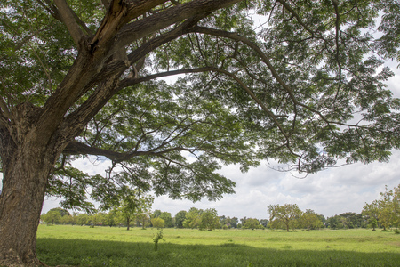 Tree with branch and green grass meadowの写真素材