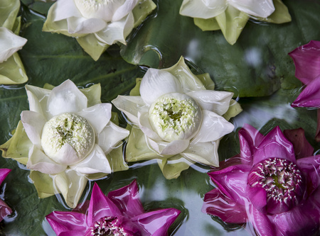 Making decoration lotus flower floating on waterの写真素材
