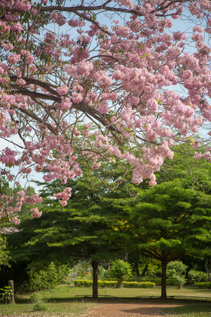 Pink flowers, Tabebuia rosea blossom in the gardenの写真素材