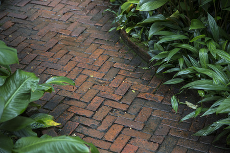 Stone path way with plant in gardenの写真素材
