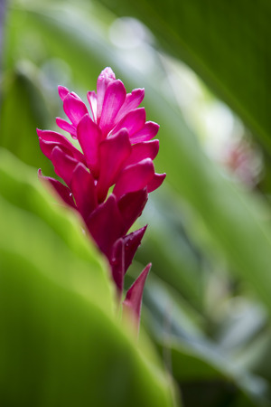 Red ginger flower in the gardenの写真素材