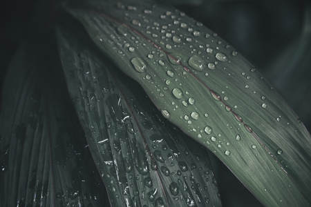 Green leaf with water drops for backgroundの写真素材