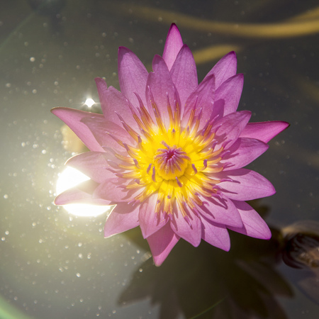 Close up lotus blossom blooming in pondの写真素材