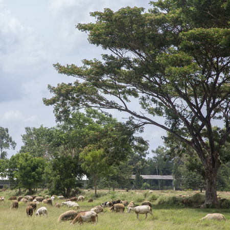 Sheep and goats on the meadow in farmの写真素材