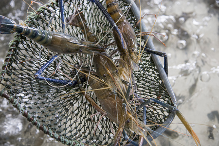 Fresh giant prawns on sieve in the marketの写真素材