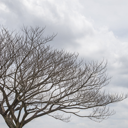 Dried tree and the cloud in skyの写真素材