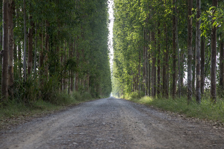 Tunnel eucalyptus tree row with path roadの写真素材