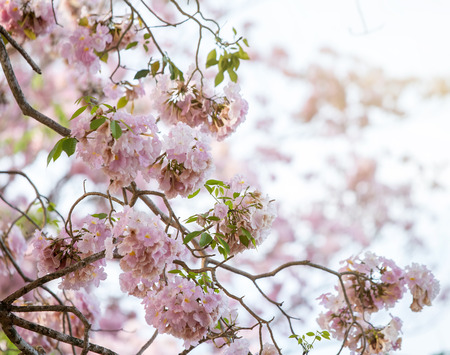 Pink flowers, Tabebuia rosea blossom in the gardenの写真素材