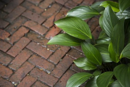 Green leaf and floor brick background