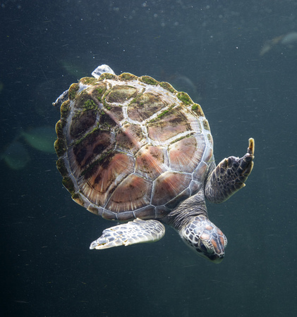 Sea turtle (Chelonioidea) in the aquarium