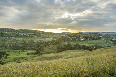 Rice field on hill with sunset landscape