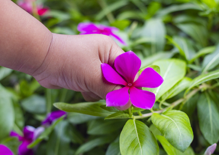 Hand baby holding Catharanthus Roseus flowers. Focus on the handの写真素材