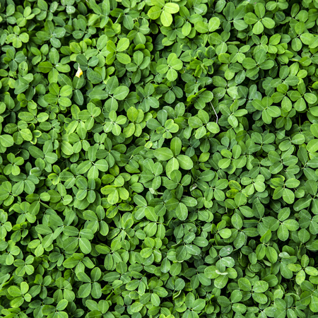 Close up of green leaf texture backgroundの写真素材