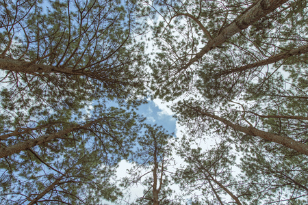 Top of pine trees with sky and cloudの写真素材