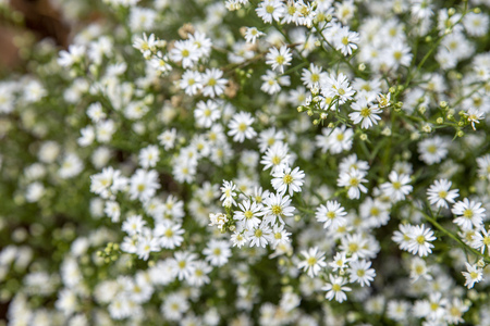 Little white flowers bloomingの写真素材