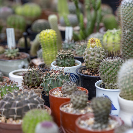 Group of cactus in agriculture trees farmの写真素材