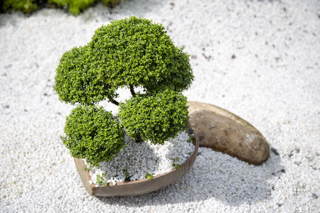 Green tree of round shape with white stone backgroundの写真素材