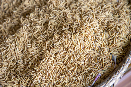 Close up paddy rice texture for backgroundの写真素材