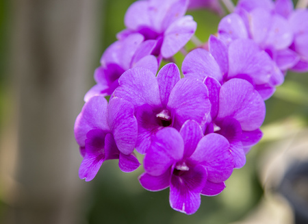 Close-up purple orchid in the flower gardenの写真素材