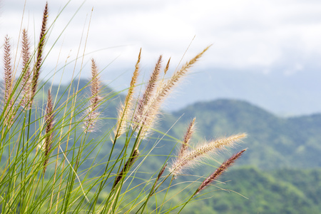 Pennisetum (feather grass) on the mountain backgroundの写真素材