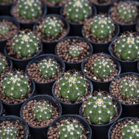 Group of cactus in agriculture trees farmの写真素材