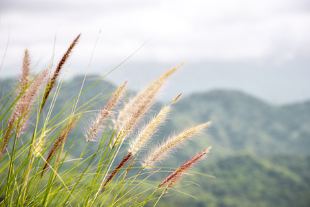 Pennisetum (feather grass) on the mountain backgroundの写真素材