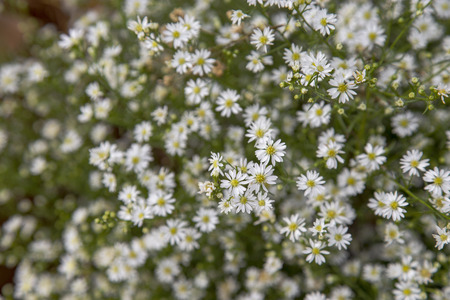 Little white flowers bloomingの写真素材