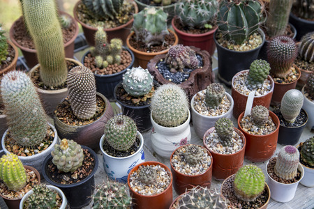 Group of cactus in agriculture trees farmの写真素材