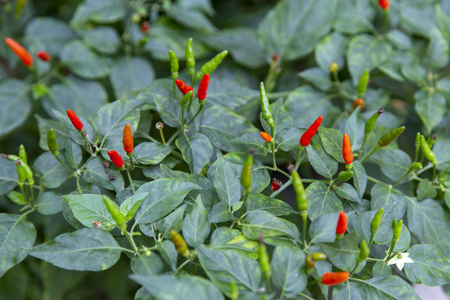 Ripe red chili peppers on tree in gardenの写真素材